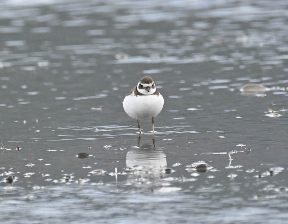 Semipalmated Plover - ML642362721