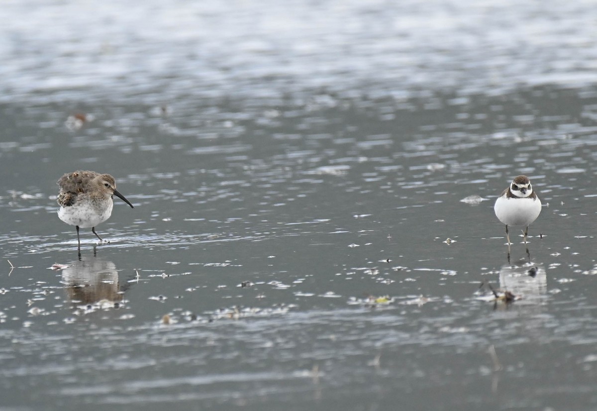 Semipalmated Plover - ML642362723