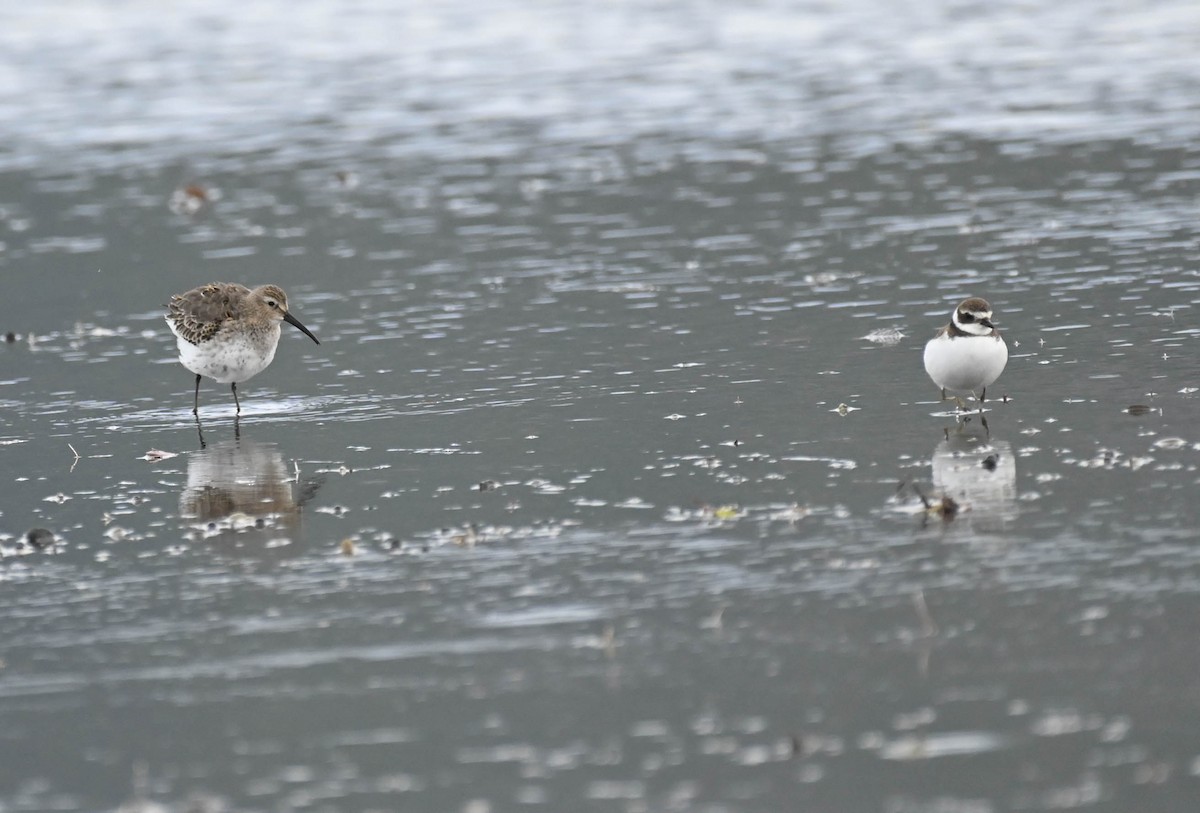 Semipalmated Plover - ML642362724