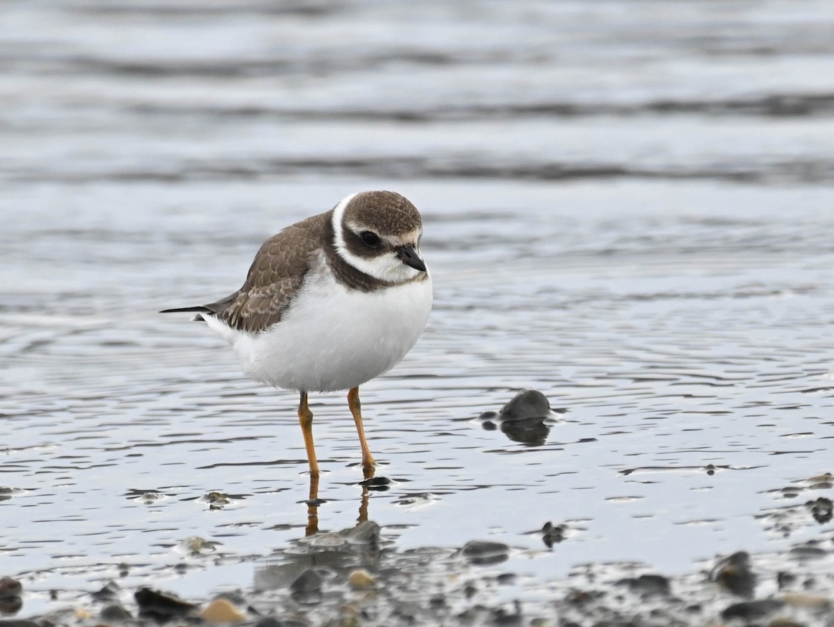 Semipalmated Plover - ML642362725