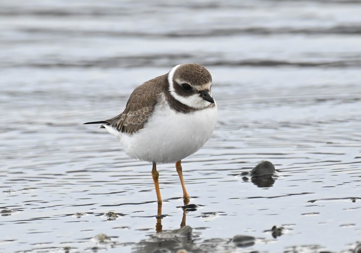 Semipalmated Plover - ML642362726