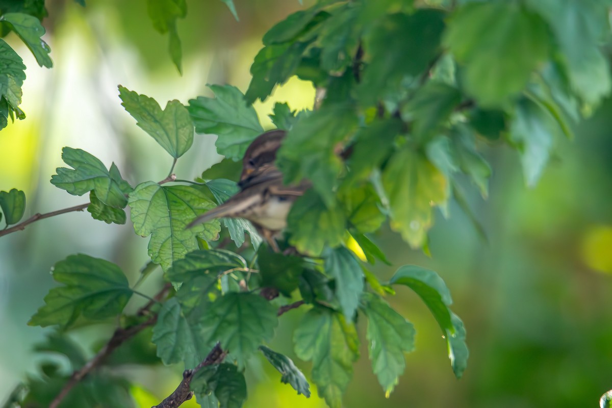 Song Sparrow - ML642362743