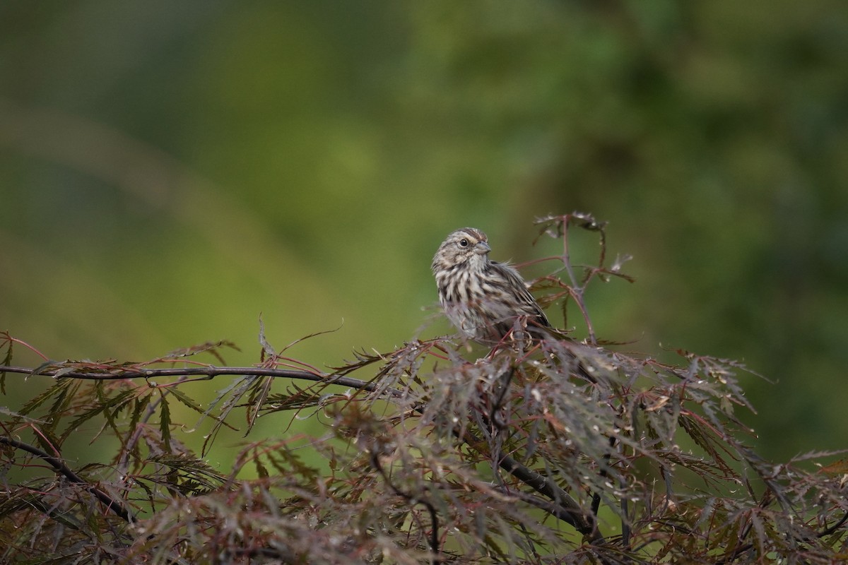 Song Sparrow - ML642362747