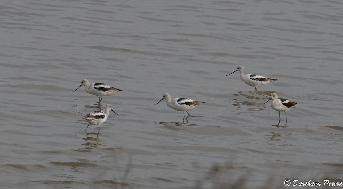 American Avocet - ML642362766