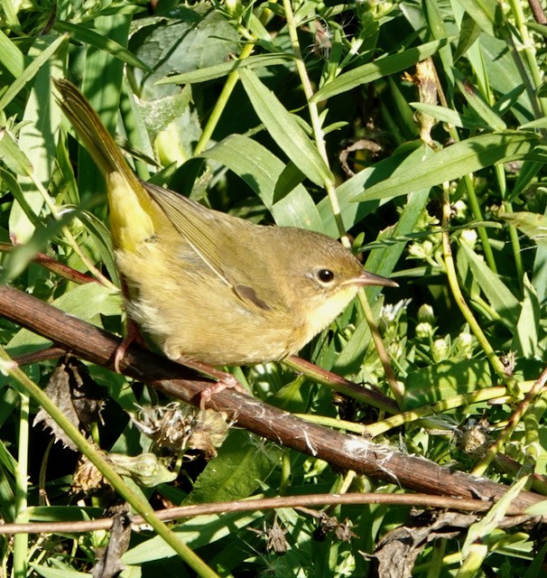 Common Yellowthroat - ML642362774