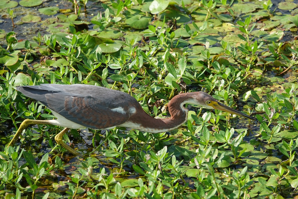 Dreifarbenreiher - ML642362782