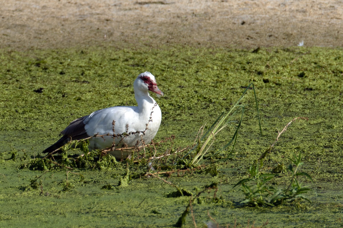 Egyptian Goose - ML642362791