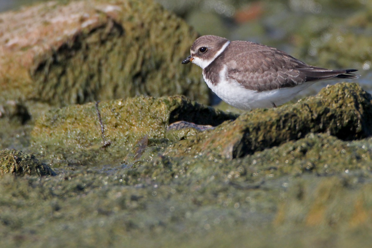 Semipalmated Plover - ML642362804