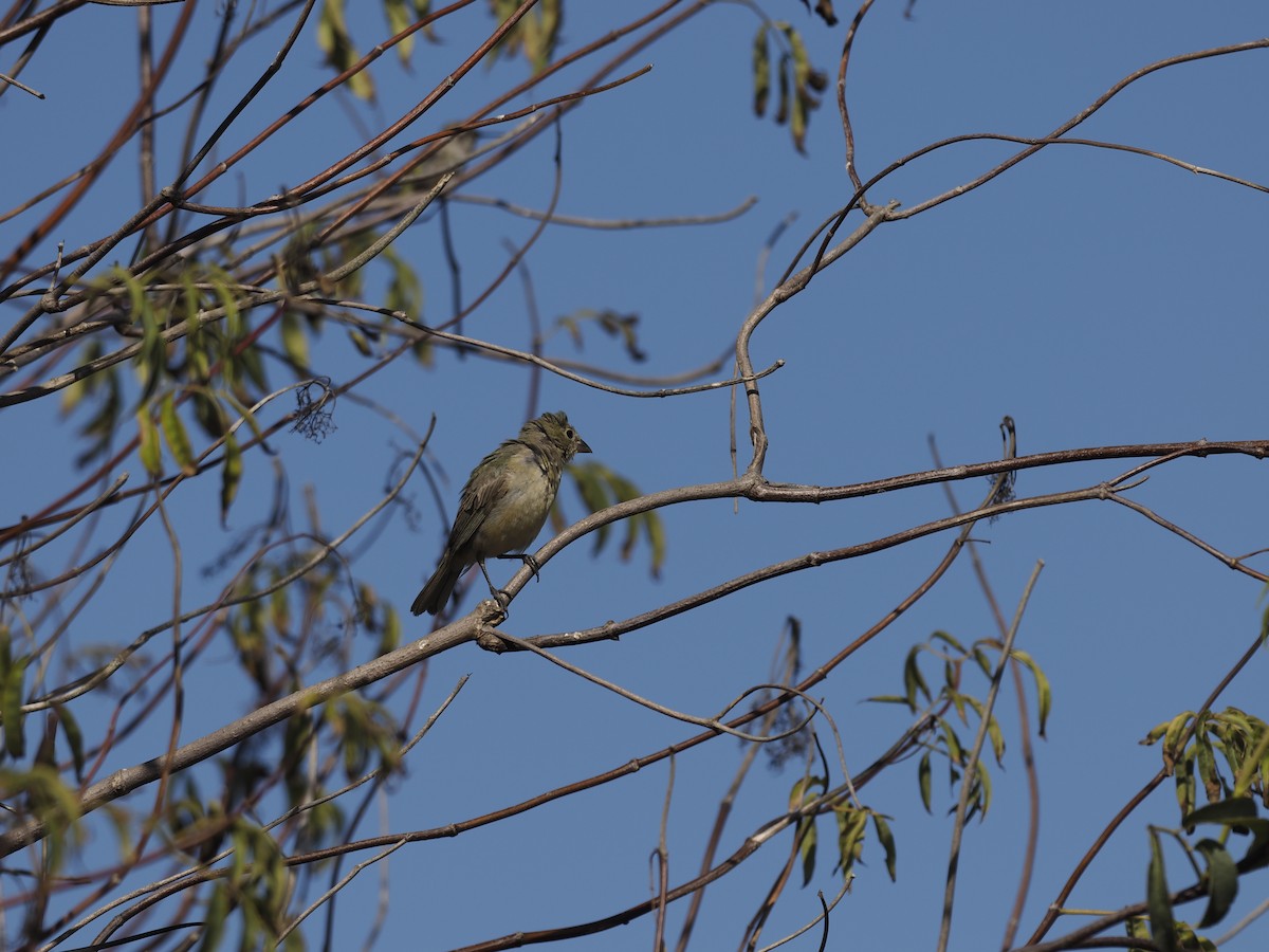 Painted Bunting - ML642362813