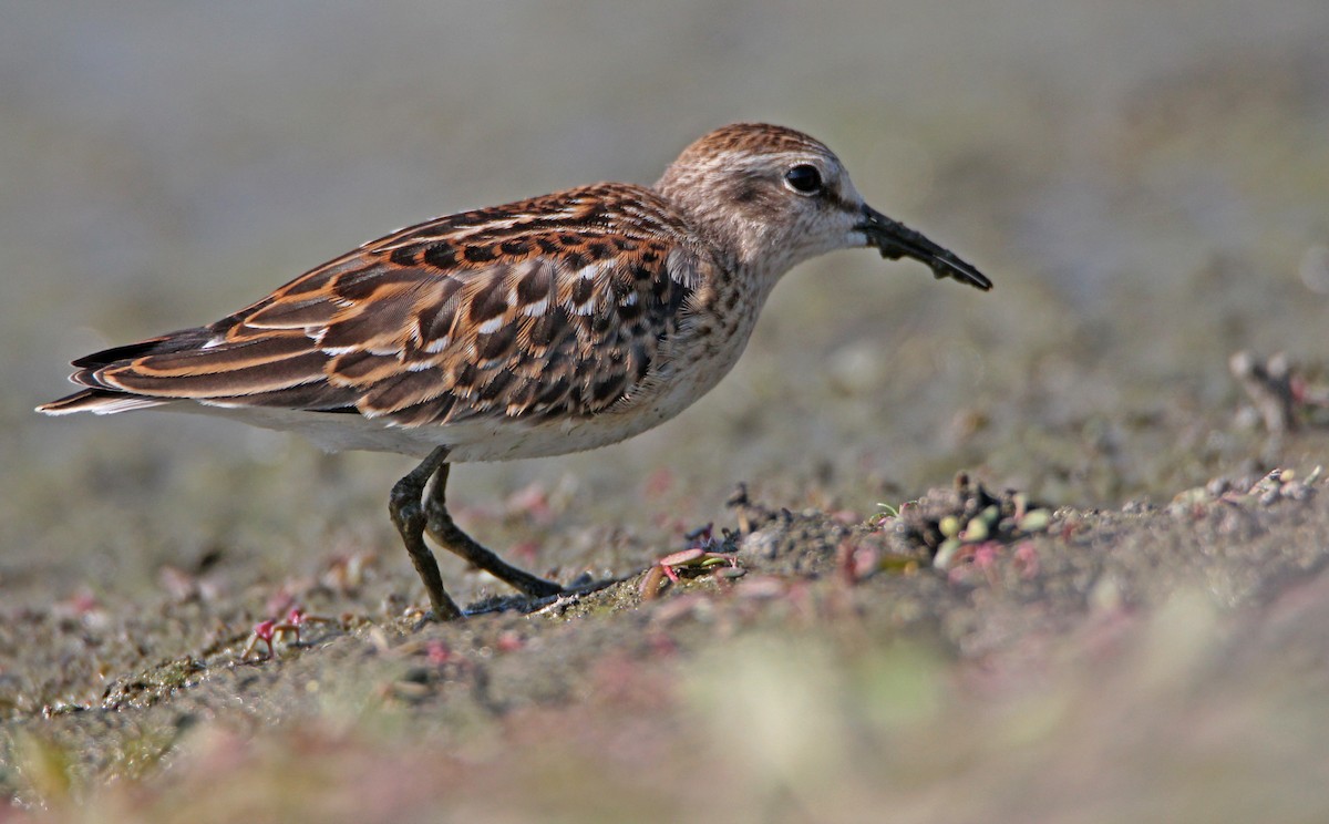 Least Sandpiper - ML642362814
