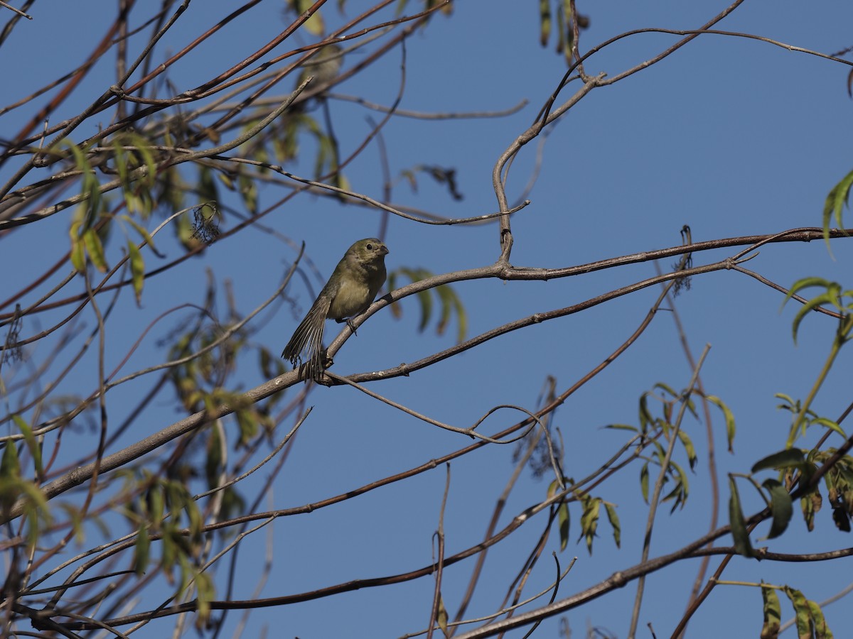 Painted Bunting - ML642362819