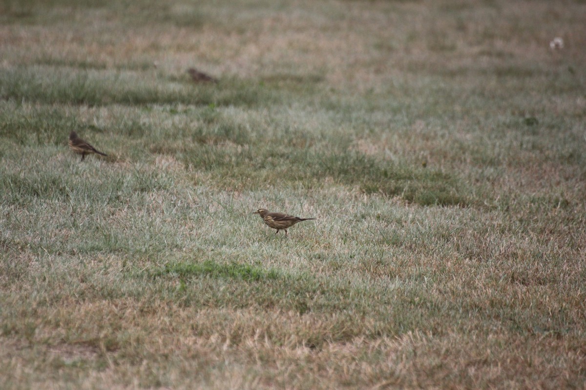 American Pipit - ML642362838