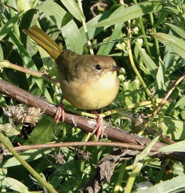Weidengelbkehlchen - ML642362845