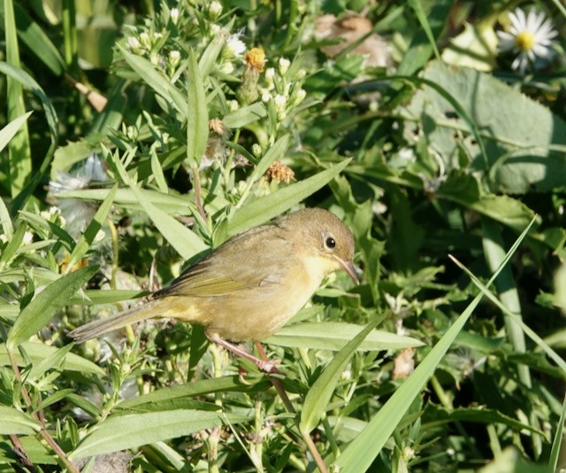 Weidengelbkehlchen - ML642362846