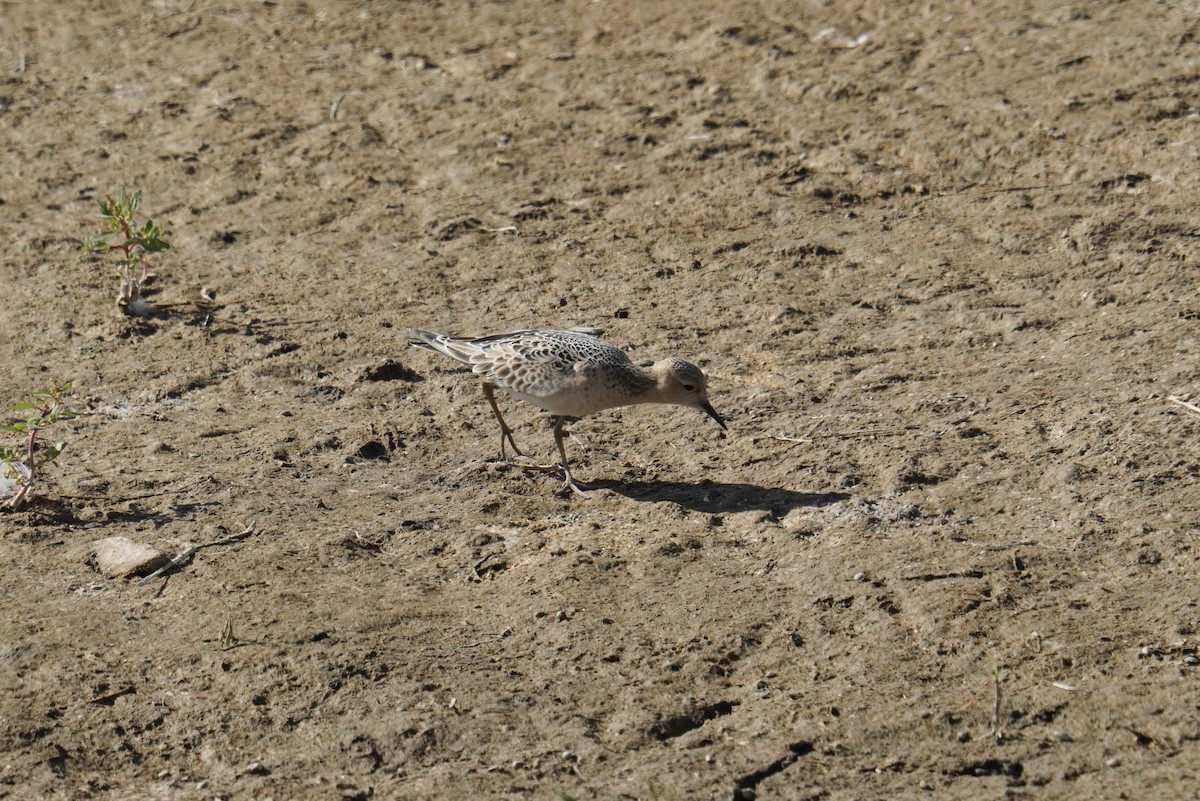 Grasläufer - ML642362847