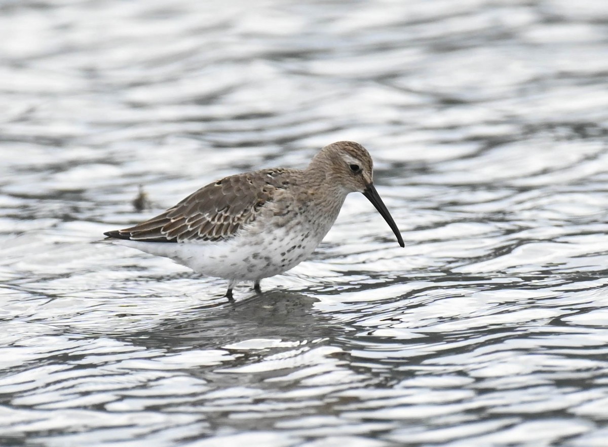 Alpenstrandläufer - ML642362850