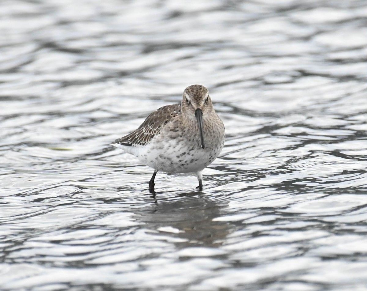 Alpenstrandläufer - ML642362852