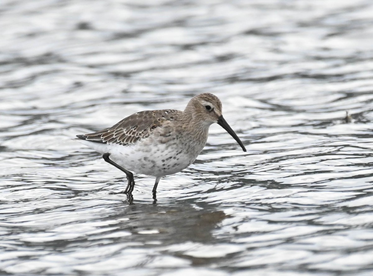 Alpenstrandläufer - ML642362856