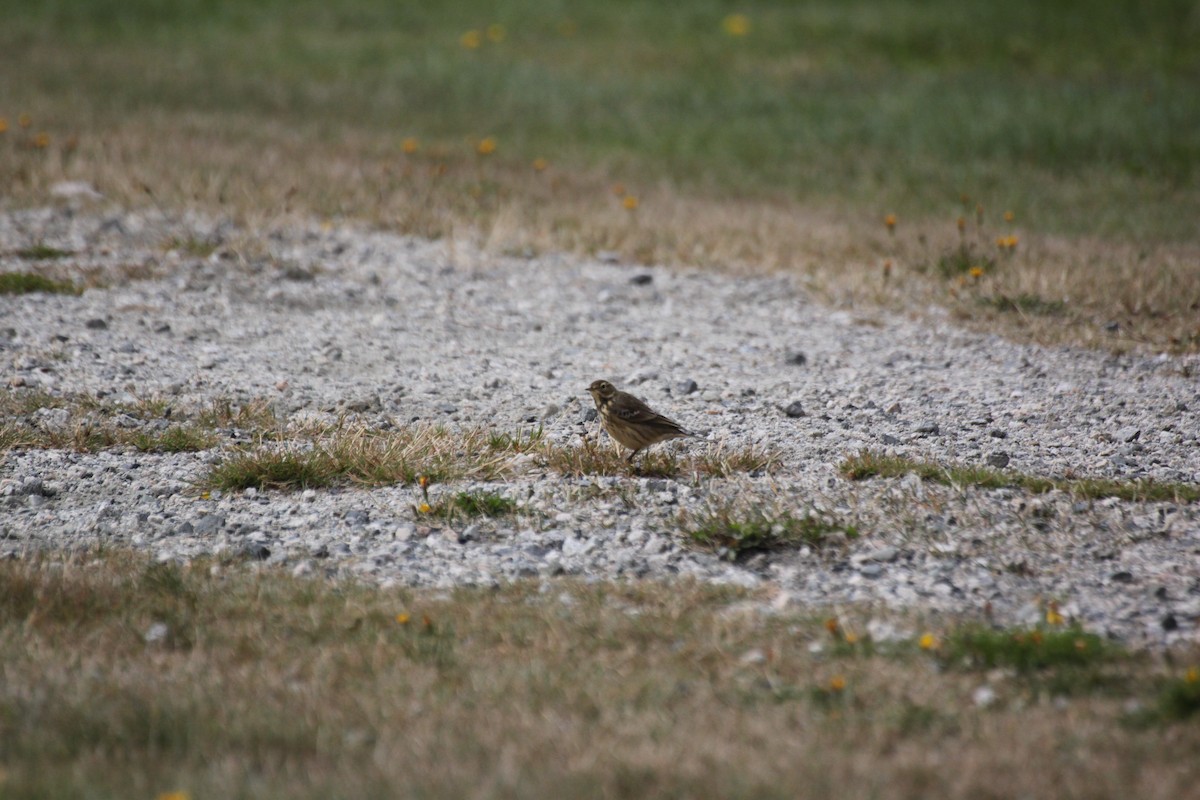 American Pipit - ML642362862