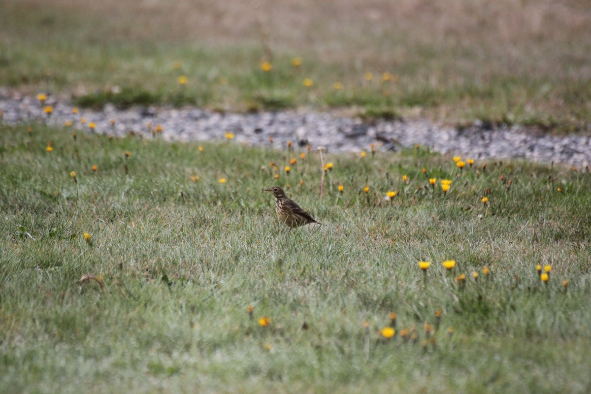 American Pipit - ML642362864