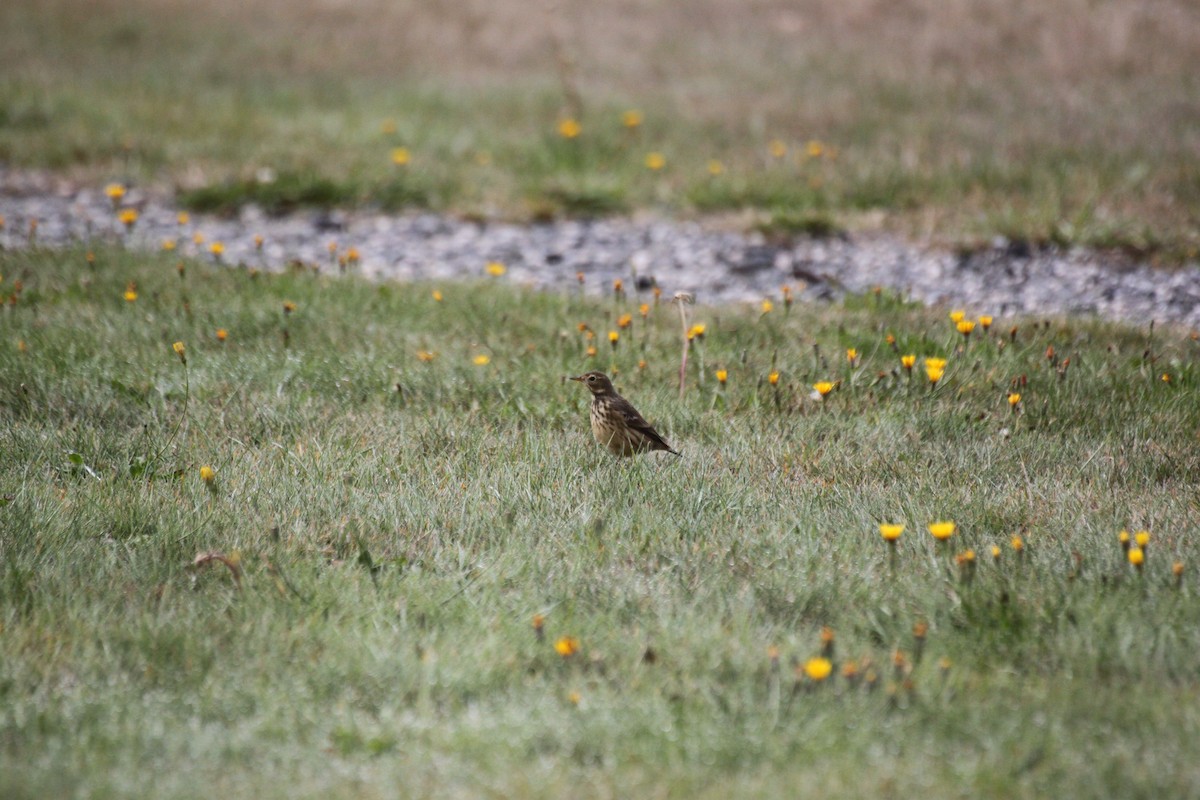 American Pipit - ML642362865