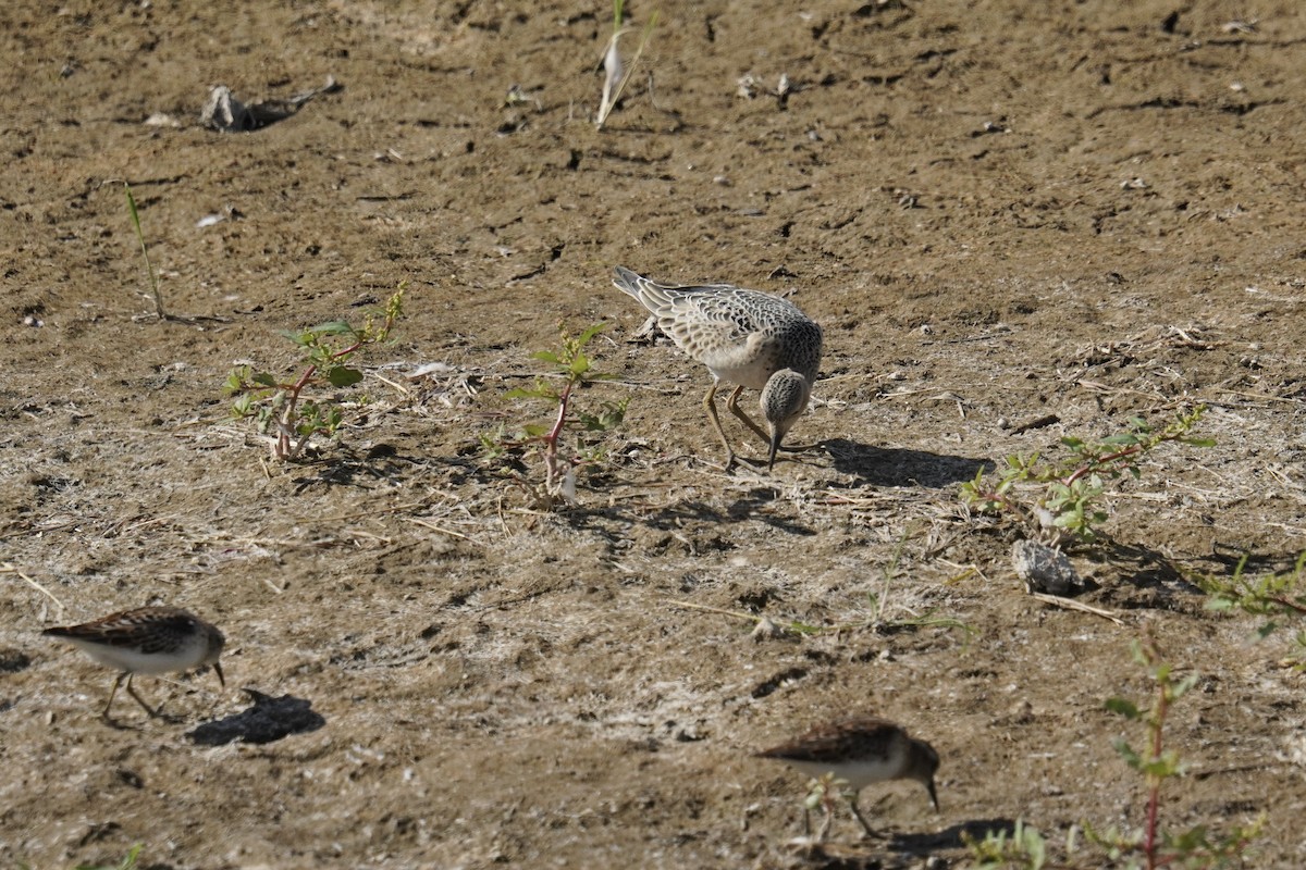 Grasläufer - ML642362866