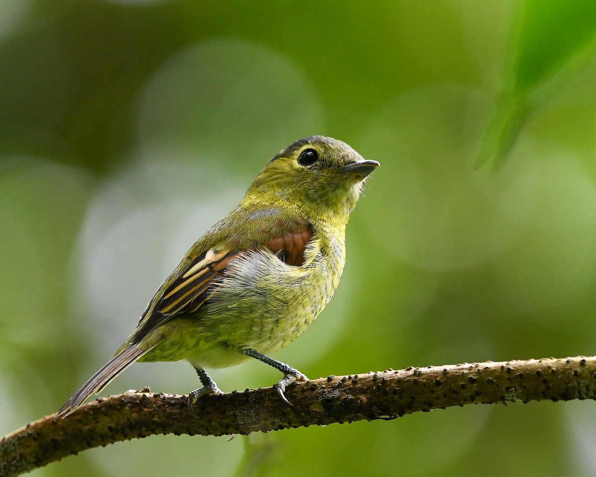 Barred Becard - ML642362876