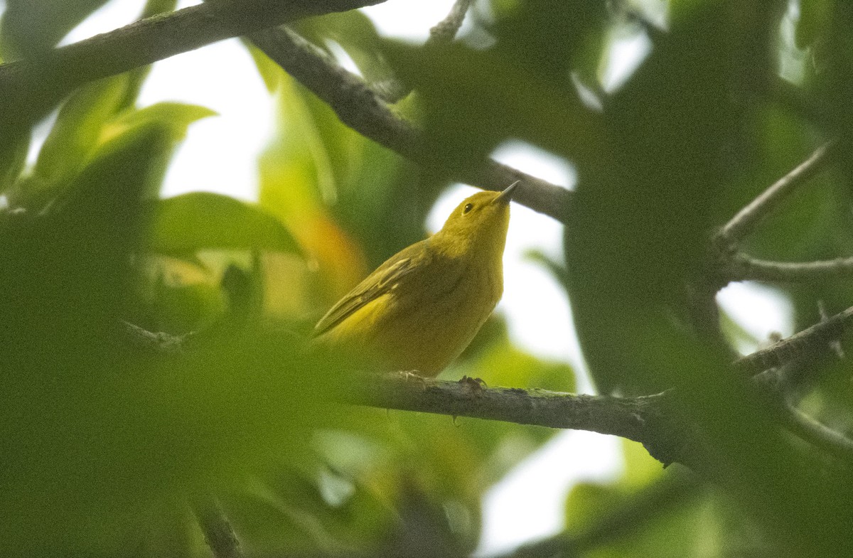 Yellow Warbler - ML642362878
