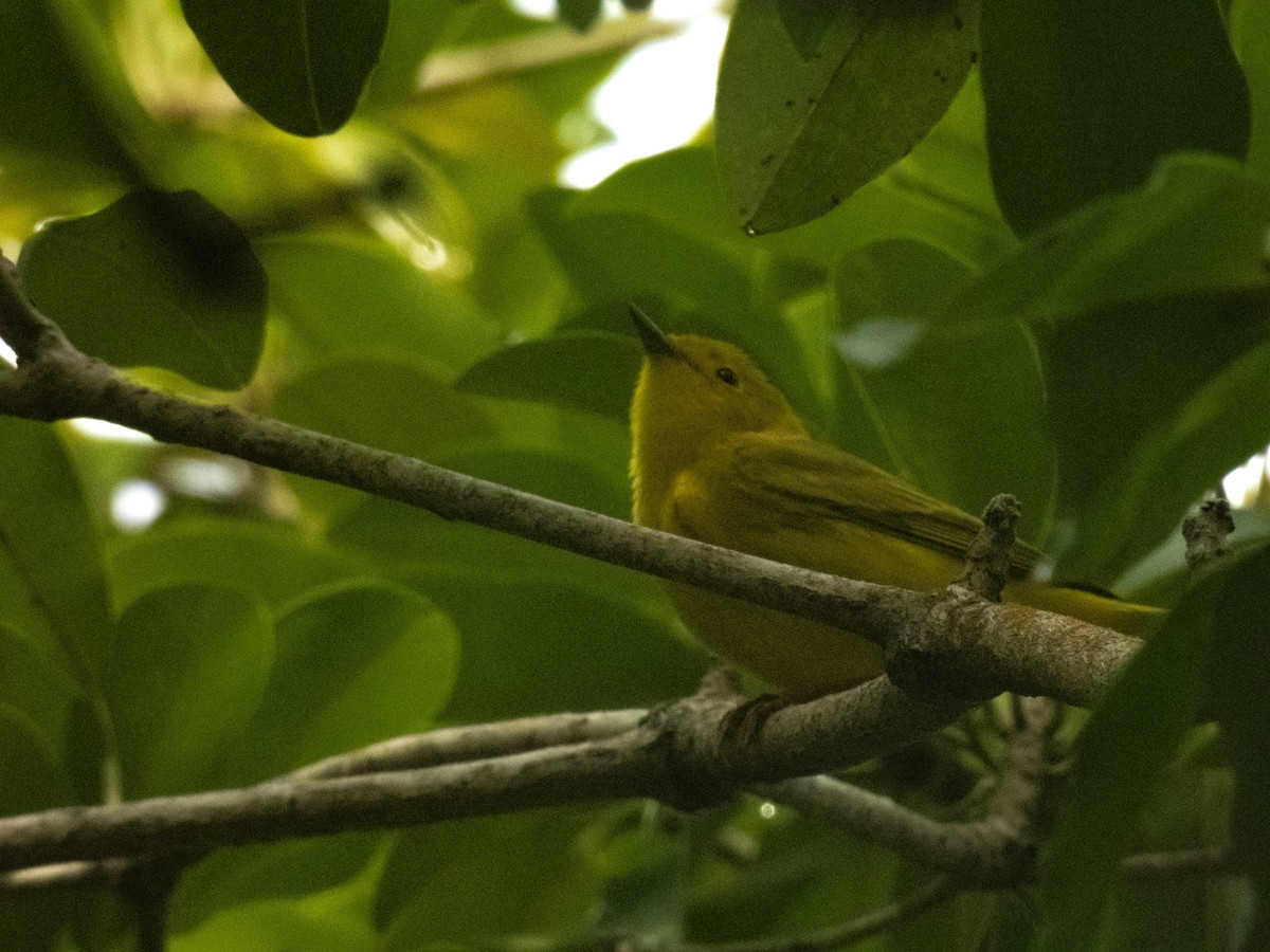 Yellow Warbler - ML642362879