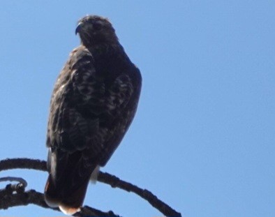 Red-tailed Hawk - ML642362896