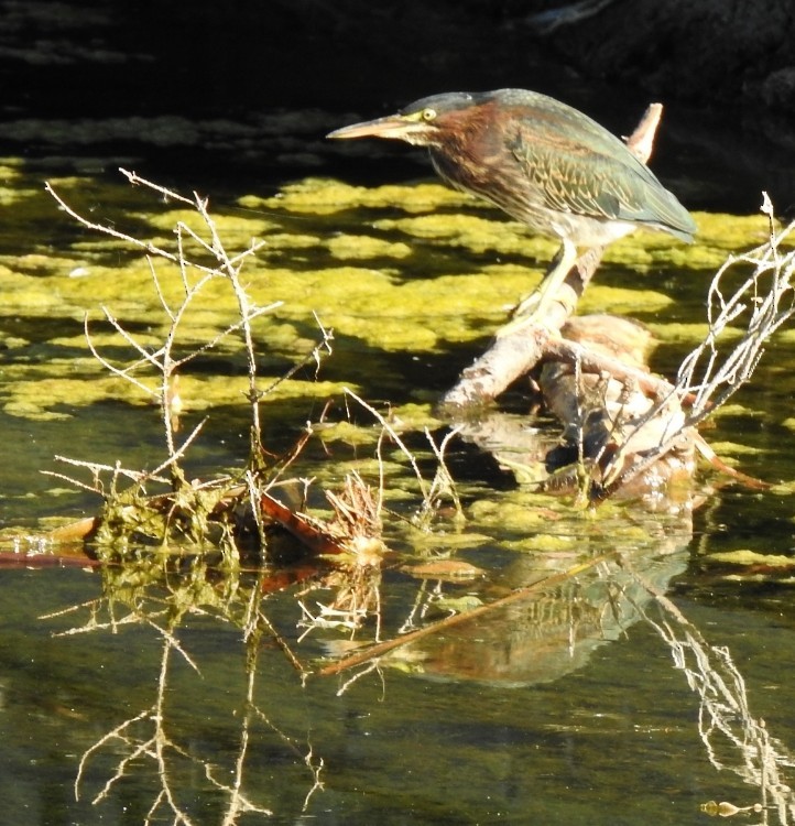 Green Heron - ML642362905