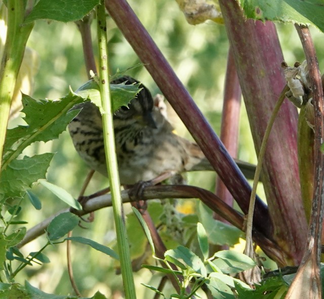 Lincoln's Sparrow - ML642362932