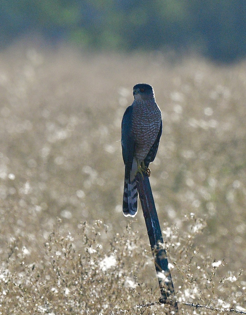 Cooper's Hawk - ML642362936