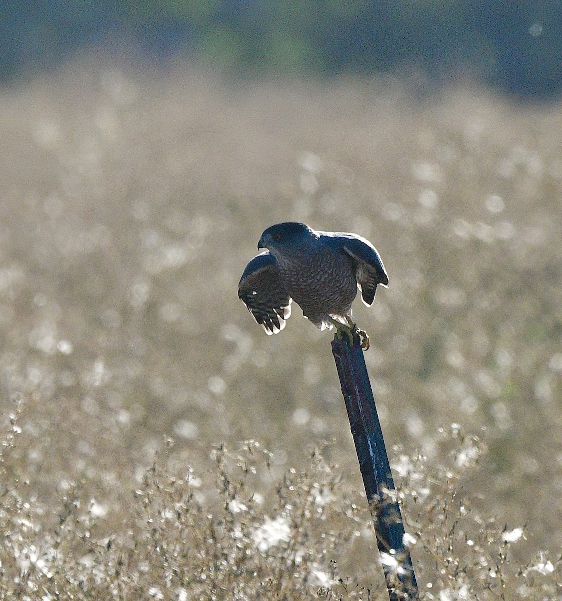 Cooper's Hawk - ML642362943