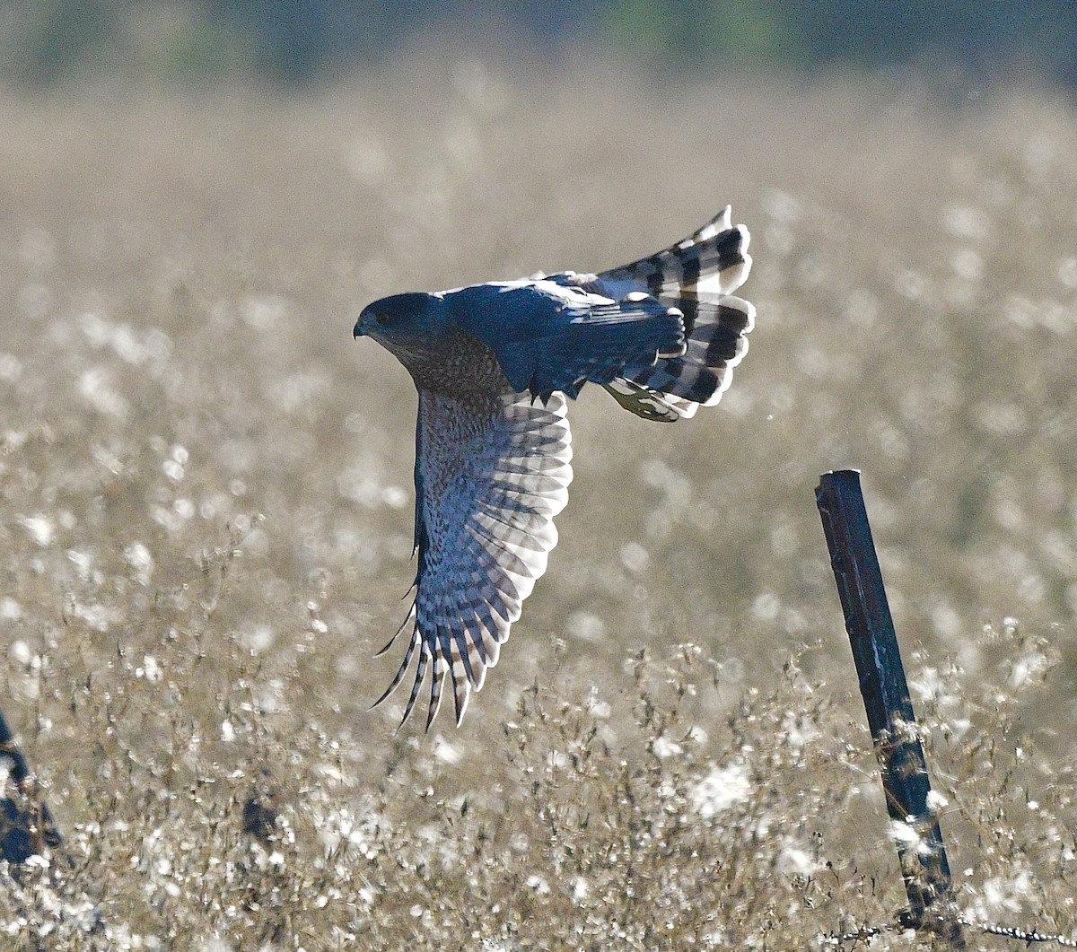 Cooper's Hawk - ML642362954
