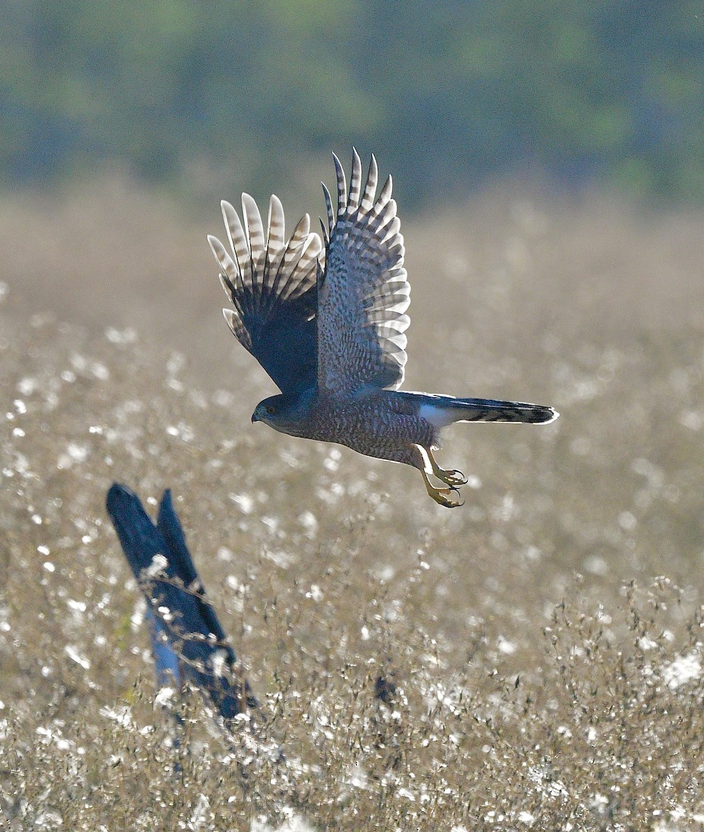 Cooper's Hawk - ML642362956