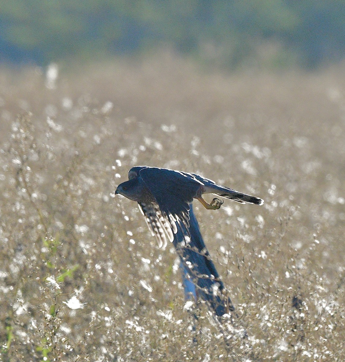 Cooper's Hawk - ML642362961
