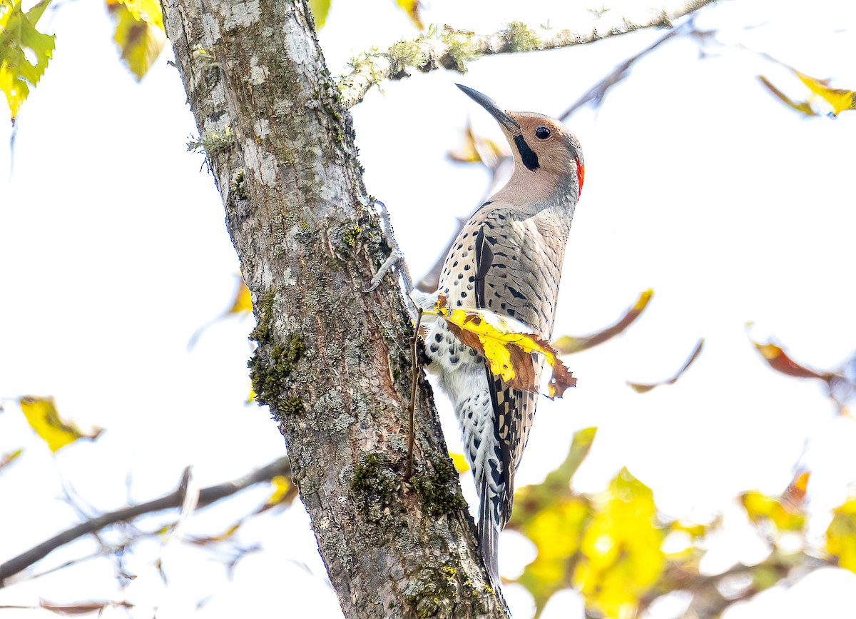 Northern Flicker - ML642362962