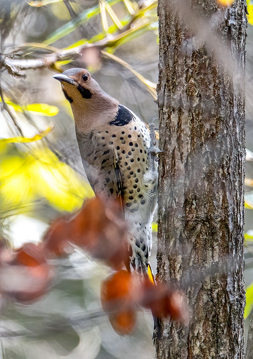 Northern Flicker - ML642362963