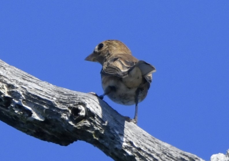 Indigo Bunting - ML642362983