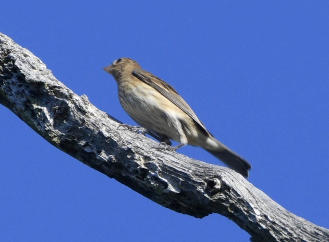 Indigo Bunting - ML642362984