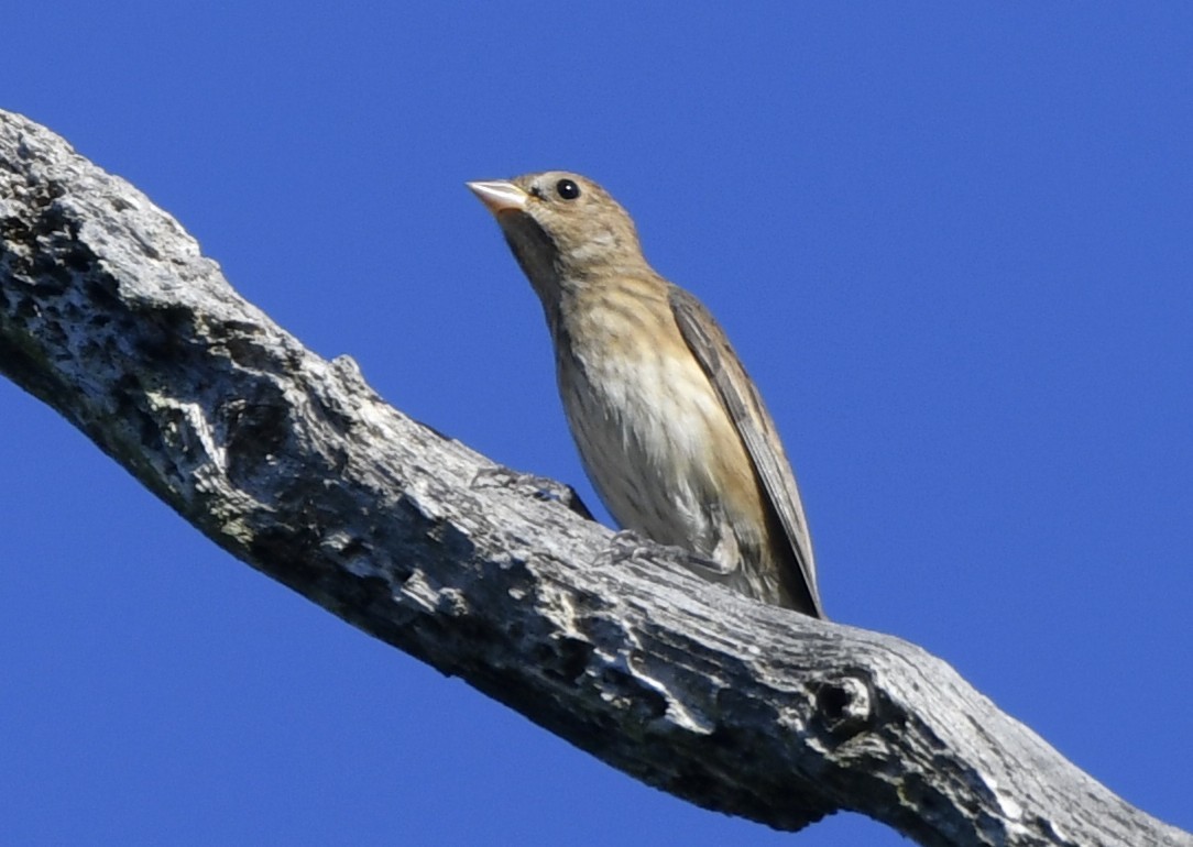 Indigo Bunting - ML642362985