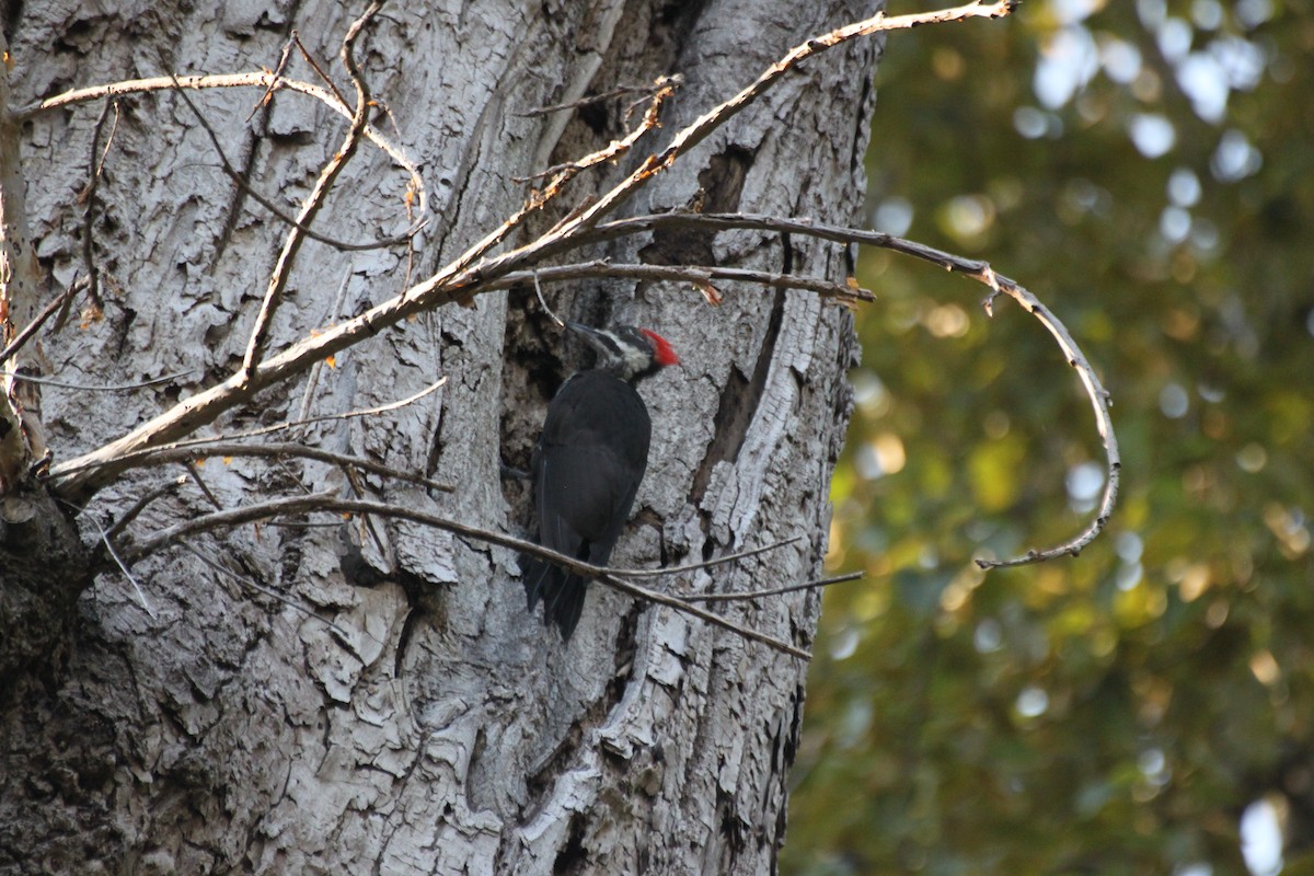 Pileated Woodpecker - ML642362990