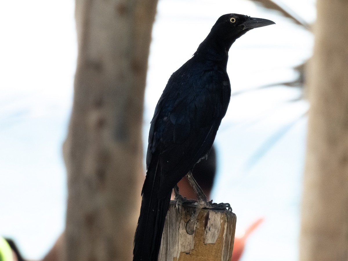 Great-tailed Grackle - ML642362992