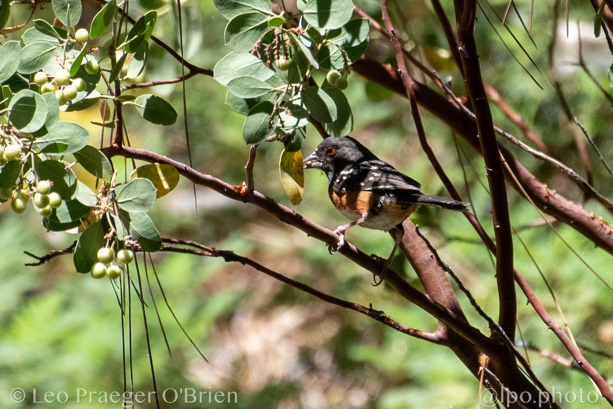 Spotted Towhee - ML642362999
