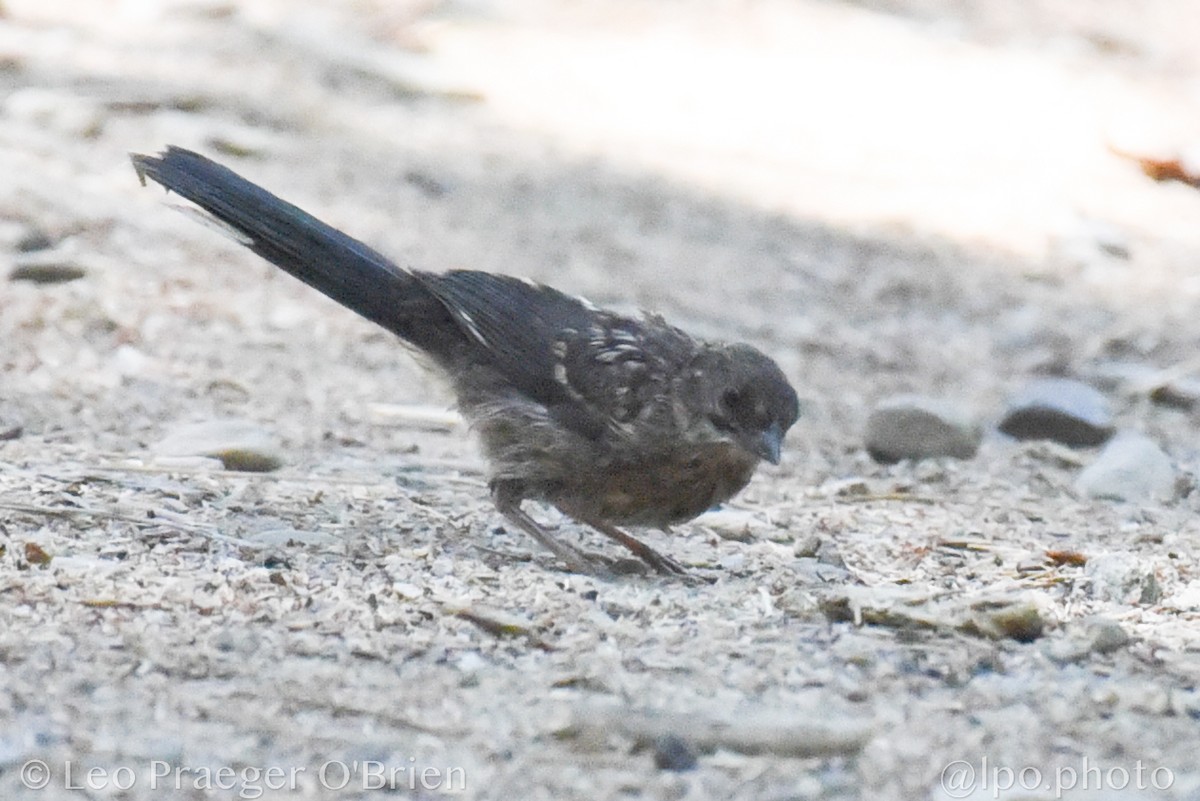 Spotted Towhee - ML642363011
