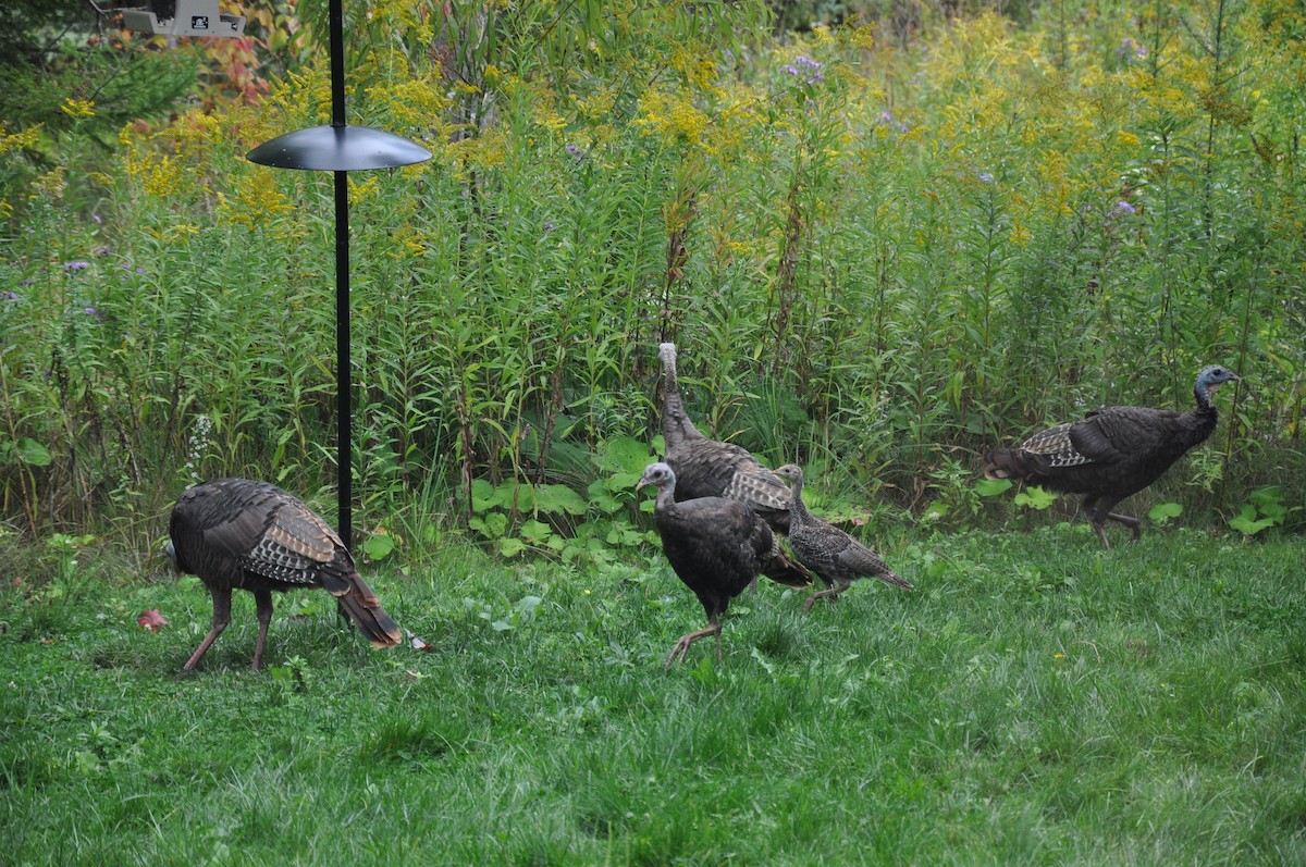Wild Turkey - ML642363021