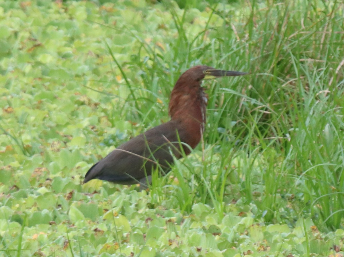 Rufescent Tiger-Heron - ML642363031