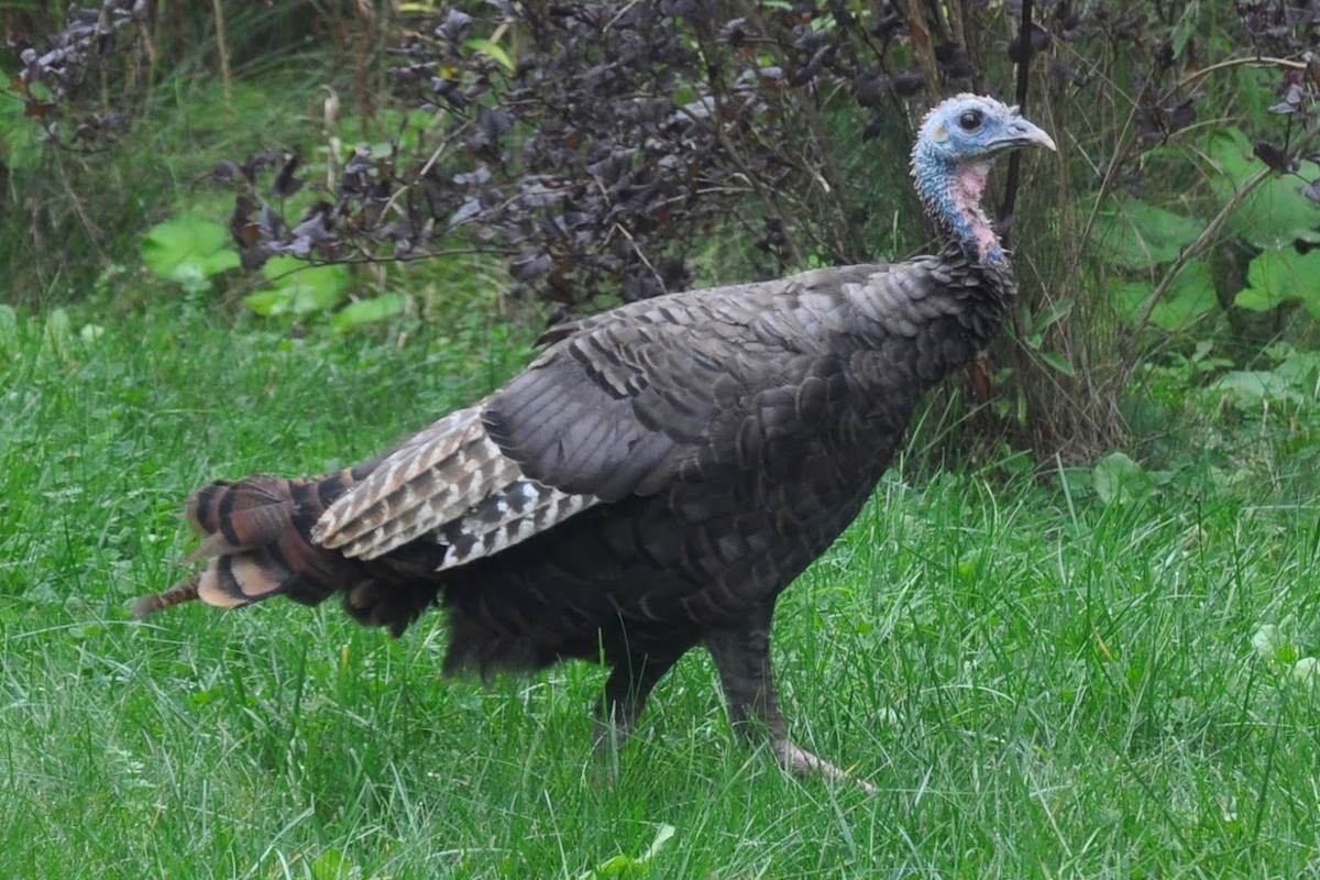krocan divoký - ML642363036