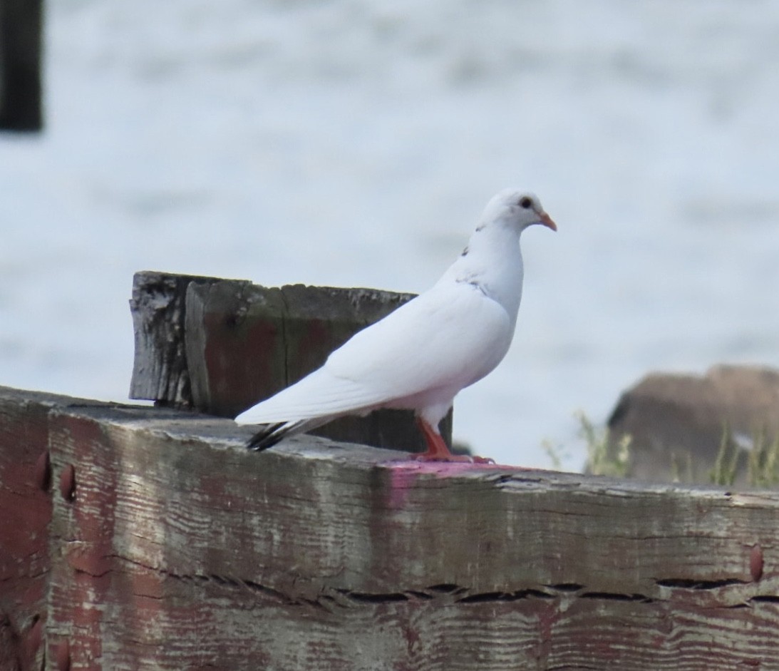 Pigeon biset (forme domestique) - ML642363077